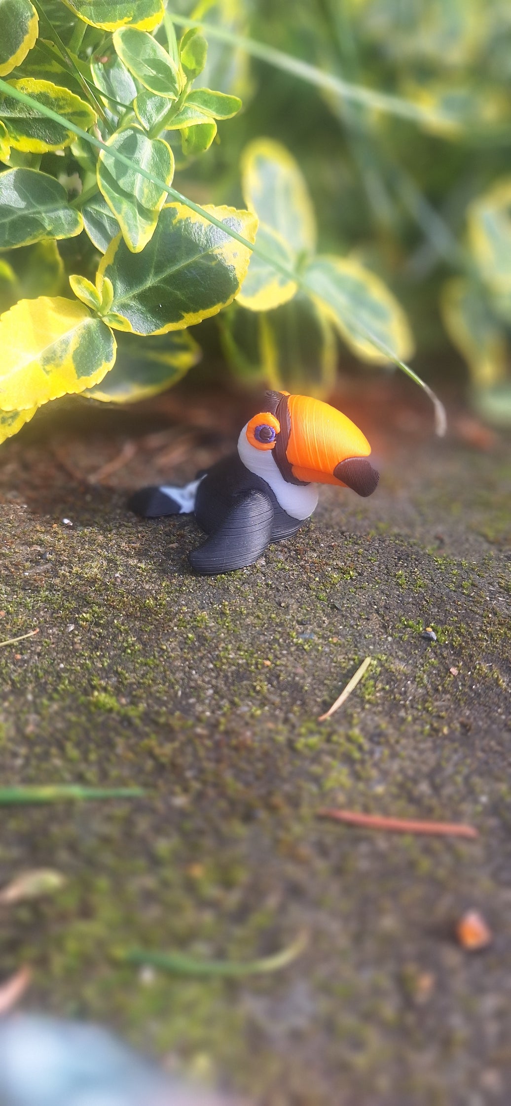 Toucan