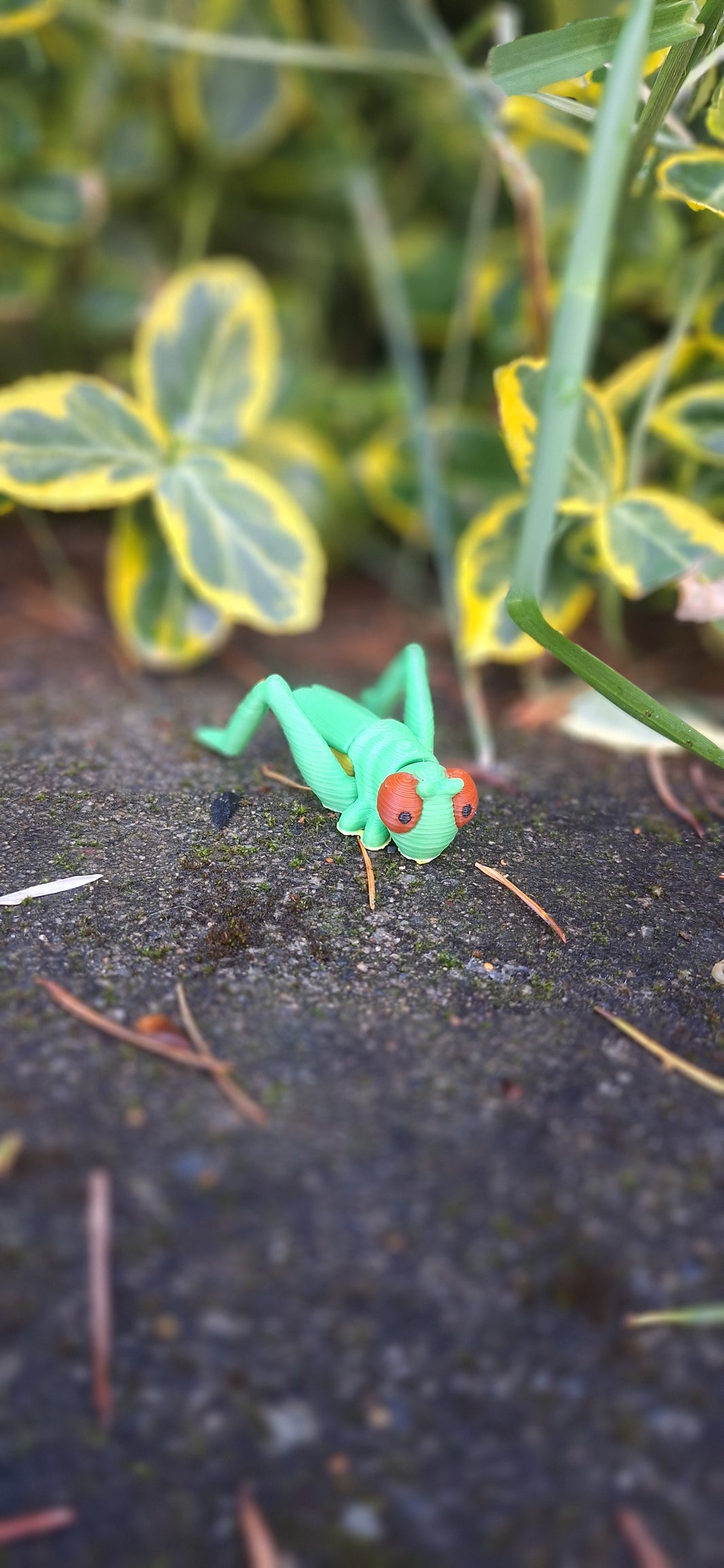 Grasshopper